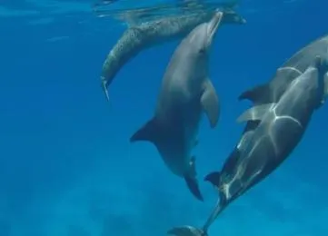 Delfin Tour: Schnorchelausflug und Schwimmen mit Delfinen in freier Wildbahn photo